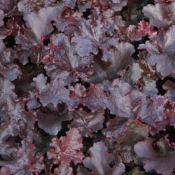 Heuchera Black beauty